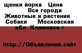 щенки йорка › Цена ­ 15 000 - Все города Животные и растения » Собаки   . Московская обл.,Климовск г.